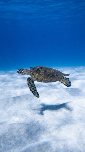 Cute Turtle Under Blue Ocean Wallpaper