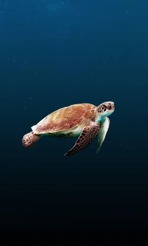 HD cute sea turtle wallpapers | Peakpx