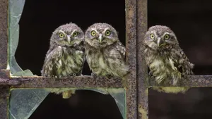 Cute Western Owls On Window Wallpaper