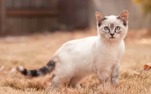 Cute White Cat Wallpaper
