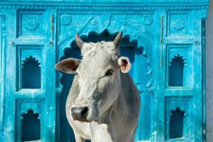 Cute White Cow In Front Of Blue Arch Wallpaper