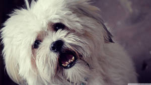 Cute White Havanese Dog Smile Wallpaper