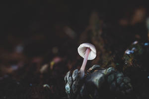 Cute White Mushroom In Darkness Wallpaper