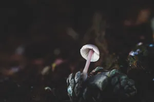 Cute White Mushroom In Darkness Wallpaper