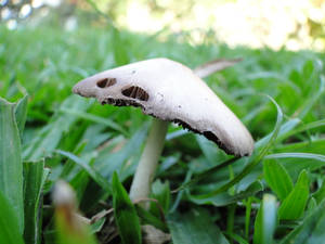 Cute White Mushroom With Tilted Cap Among Plants Wallpaper