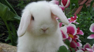 Cute White Rabbit And Orchids Wallpaper