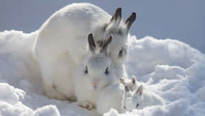 Cute White Rabbit Family Wallpaper