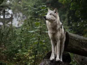 Cute Wolf In The Wild Wallpaper