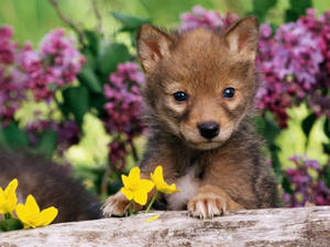 Cute Wolf Pup Among Flowers Wallpaper