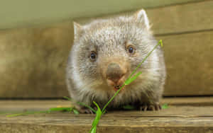 Cute Wombat Eating Grass.jpg Wallpaper