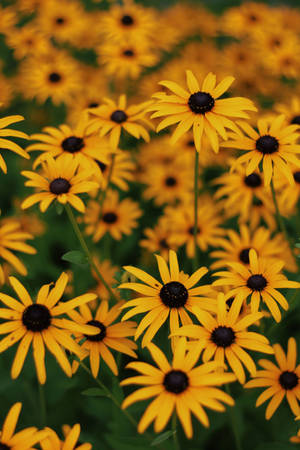 Cute Yellow Flowers For Phone Background Wallpaper