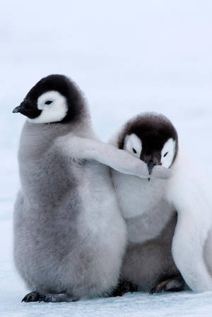 Cutesy Grey Baby Penguin Wallpaper