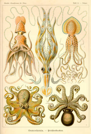 Cuttlefish And Family In Art Forms In Nature Wallpaper