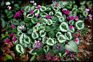 Cyclamen Coum Species Wallpaper