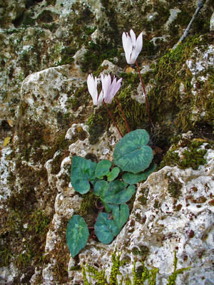 Cyclamen Creticum Plant Wallpaper
