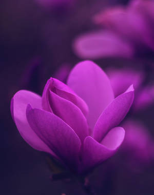 Cyclamen Persicum Flower Android Wallpaper