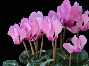 Cyclamen Persicum Variety Wallpaper