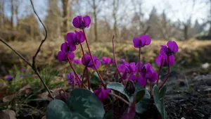 Cyclamen Purple Flowers Wallpaper