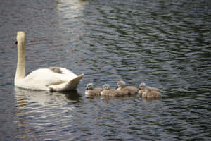 Cygnets Following Mother Bird Wallpaper