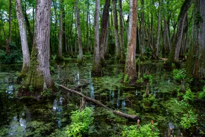 Cypress Swamp Mississippi Wallpaper