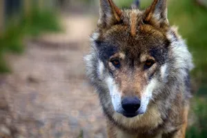 Czechoslovak Wolfdog Wallpaper