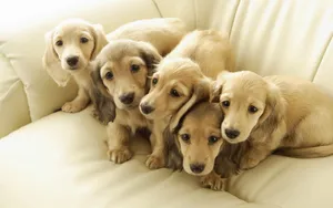 Dachshund Dogs At Home Wallpaper
