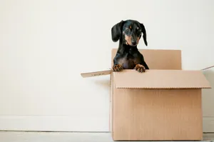 Dachshund Pet In Box Wallpaper