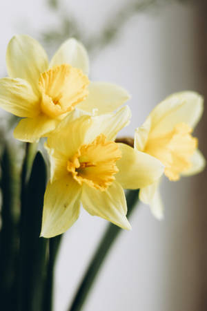 Daffodil Aesthetic Wallpaper