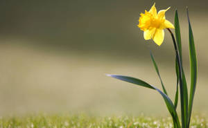 Daffodil At Grass Ground Wallpaper