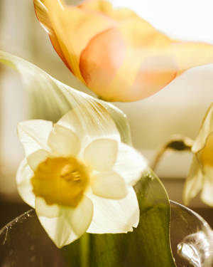 Daffodil Blossom Near Orange Flower Wallpaper