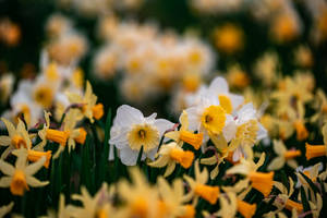 Daffodil Flowers Tilt-shift Wallpaper