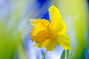 Daffodil In Tilt Shift Lens Wallpaper