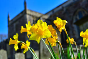 Daffodils At Blurred Castle Wall Wallpaper
