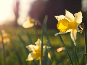 Daffodils In Spring Sunset Wallpaper