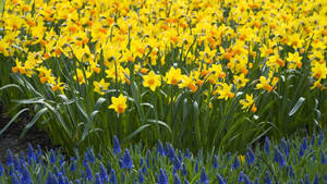Daffodils Near Muscari Plants Wallpaper