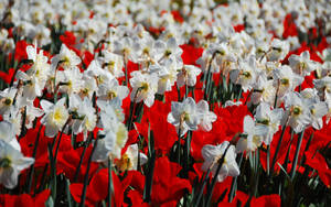 Daffodils Near Red Flowers Wallpaper