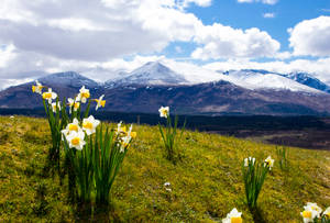 Daffodils Near Snowy Blue Mountains Wallpaper