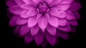 Dahlia Berwick Wood Wallpaper