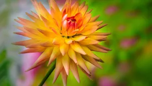 Dahlia Hart's Autumn Splendor Wallpaper