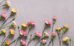 Dainty Carnations Background Wallpaper