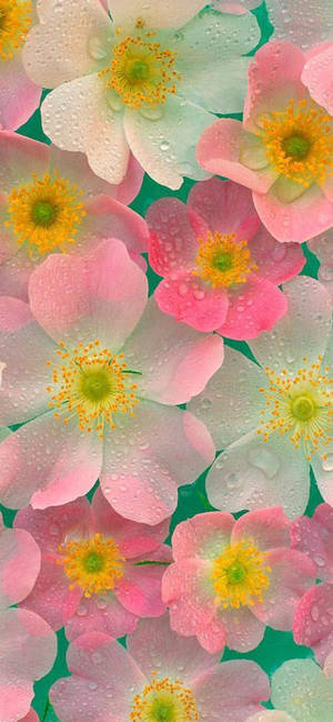 Dainty Pink And White Flower Phone Wallpaper