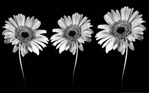 Daisies Cute Dark Girly Wallpaper