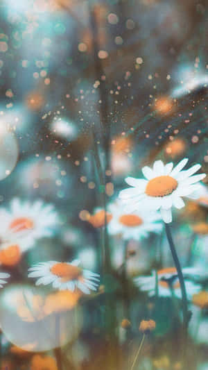 Daisies In The Field With A Blurry Background Wallpaper