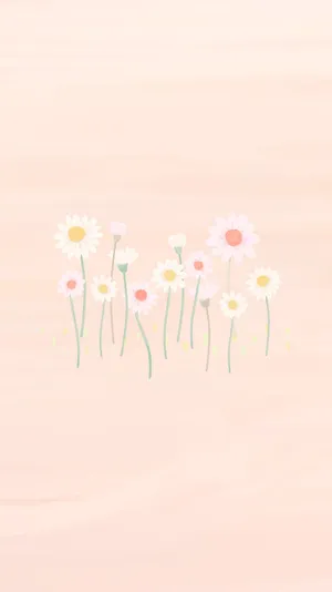 Daisies On A Pink Background Wallpaper