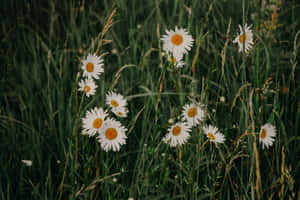 Daisy Aesthetic Computer Is Perfect For Any Tech-savvy Aesthetic Wallpaper