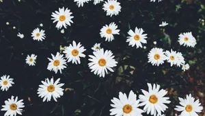 Daisy Aesthetic Computer Wallpaper