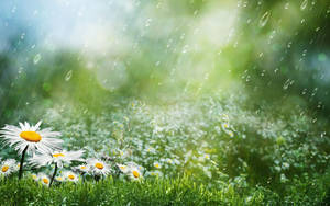 Daisy Flowers Most Beautiful Rain Wallpaper
