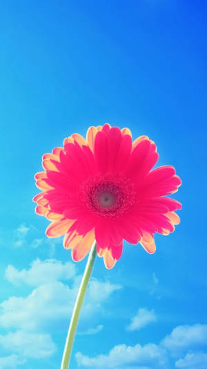 Daisy Pinky Apple Flower Wallpaper