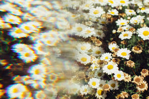 Daisy Prism Photography Wallpaper