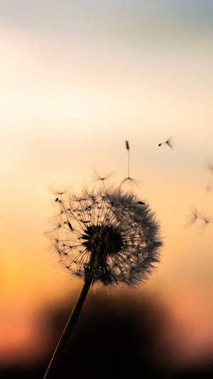 Dandelion With Floating Seed Heads Wallpaper